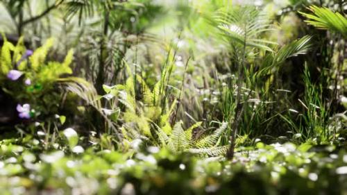 Videohive - Close Up Jungle Grass and Plants - 33080864