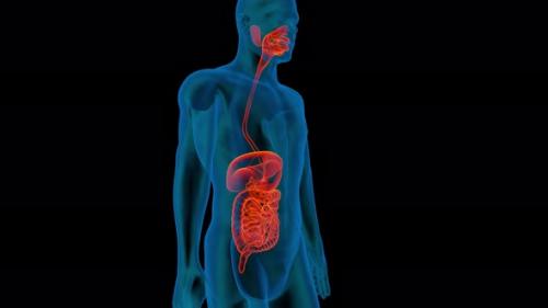 Videohive - Digestive System 3d man anatomy x-ray liver slow camera - 33732372