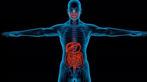 Videohive - Digestive System 3d man anatomy x-ray liver - 33720433