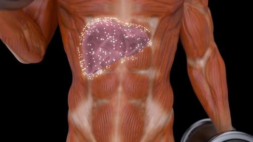 Videohive - 3D abstract medical animation of the liver - 34054128