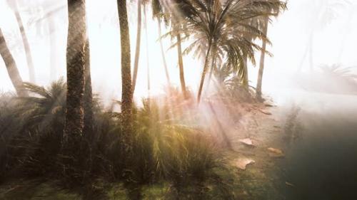 Videohive - Coconut Palms in Deep Morning Fog - 34249640