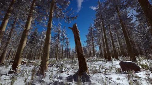 Videohive - Landscape Snow Trees Dense Forest in Winter - 34491429