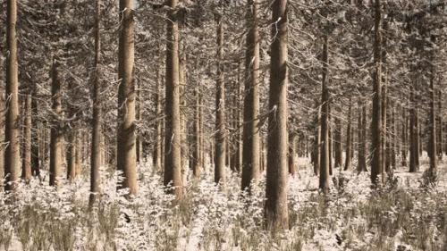 Videohive - Landscape Snow Trees Dense Forest in Winter - 34931119
