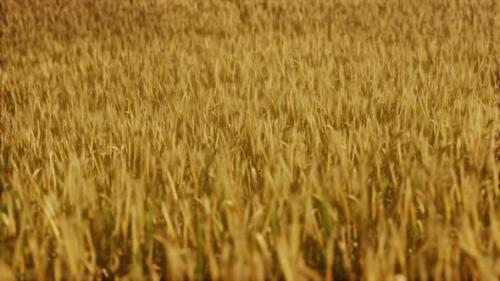 Videohive - the Field of Ripe Rye at Sunset - 35164964