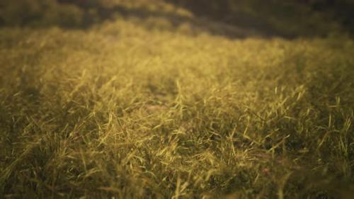 Videohive - Golden Rocks and Grass in Mountains - 35252556