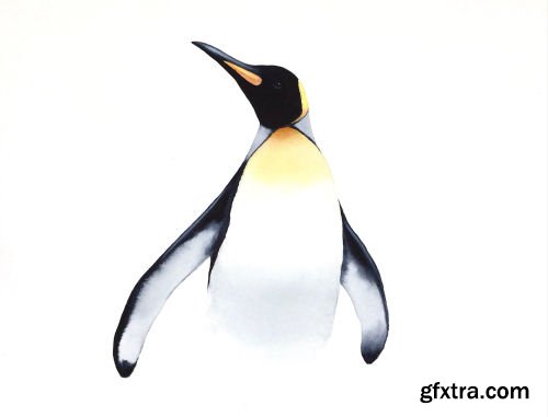 King Penguin Watercolour - Keeping it Simple