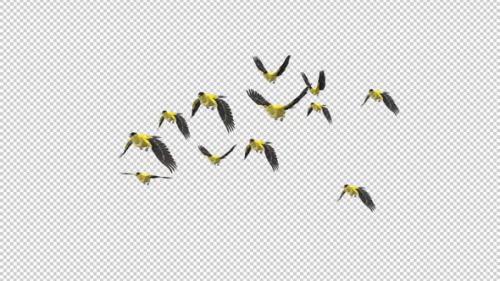 Videohive - American Goldfinch - Flock of 12 Birds - Flying Loop - Side Angle - Alpha Channel - 35880991