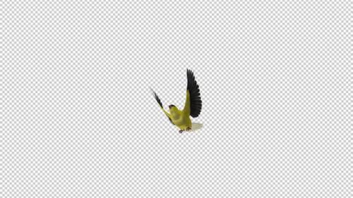 Videohive - American Goldfinch - Flying Transition - II - Alpha Channel - 35880993