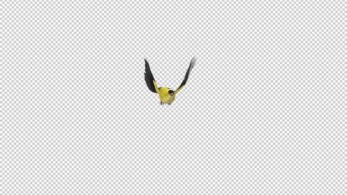 Videohive - American Goldfinch - Flying Transition - I - Alpha Channel - 35880994
