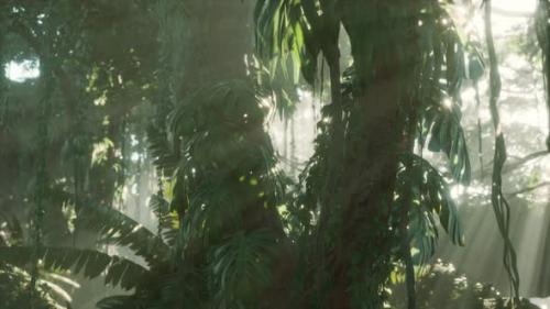 Videohive - Deep Tropical Jungle Rainforest in Fog - 36098890