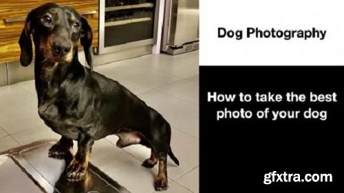 How to take the best photos of your dogs - Dog Photography