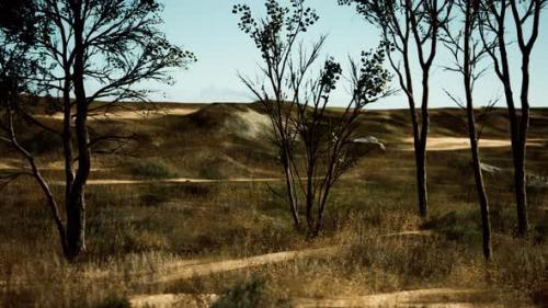 Videohive - Natural Area with a Tree Grasses and Bare Sand - 37096362