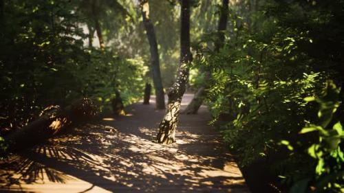 Videohive - Wooden Pathway Leading Through the Dense Forest in National Park - 37188221