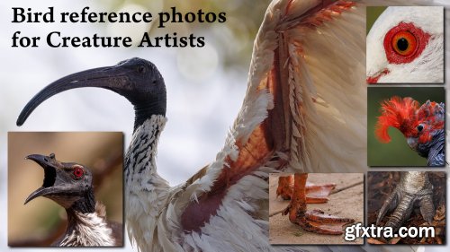 Artstation - David Simon - 1000+ Bird photos for Creature Artists