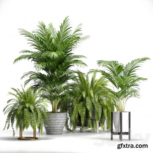 Set of plants No. 3 (Areca palm, fern)