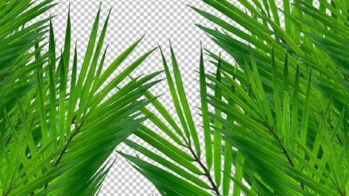 Videohive - Palm Tree Leaves Transition - 38994226