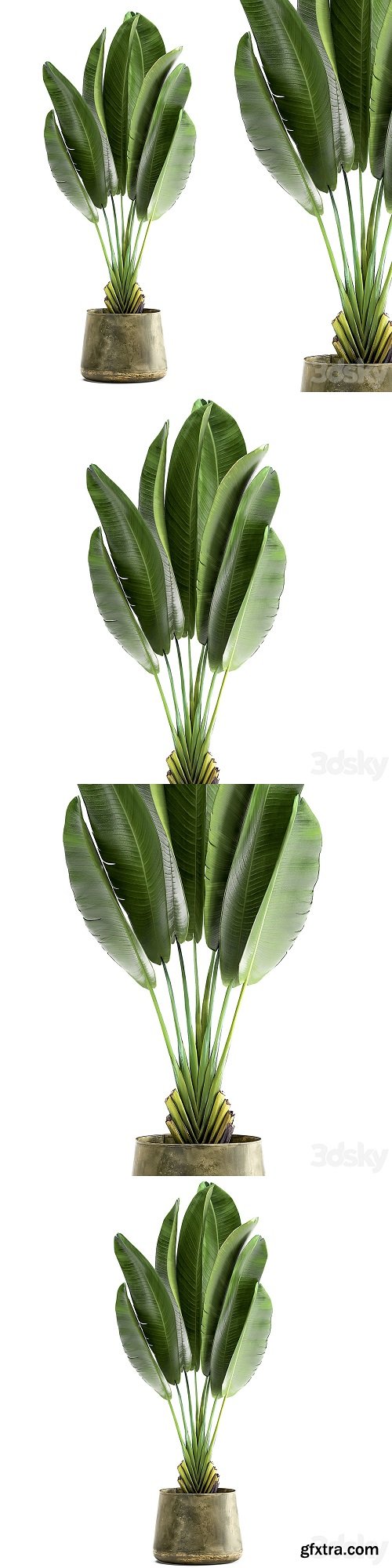 Ravenala 926. Strelitzia, Banana palm, metal flowerpot, industrial style, luxury