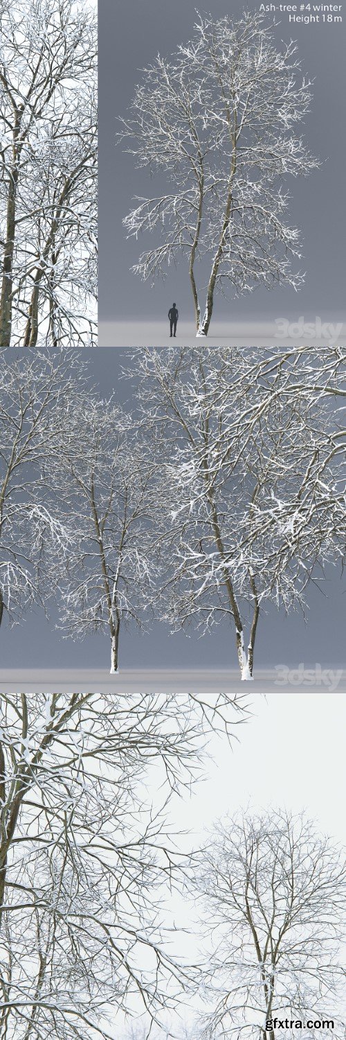Winter Ash | Ash-tree winter # 4 (18m) | Vray+Corona
