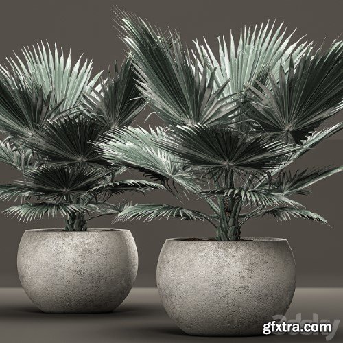 Bismarckia nobilis 2. fan palm, blue palm, brachea, bismarckia, concrete flowerpot
