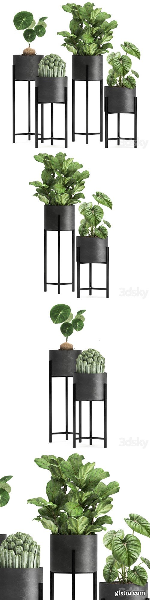 Plant collection 909. Black flowerpot, ficus, cactus, loft, Stefania Erekta, stand, flower, ficus Lirata