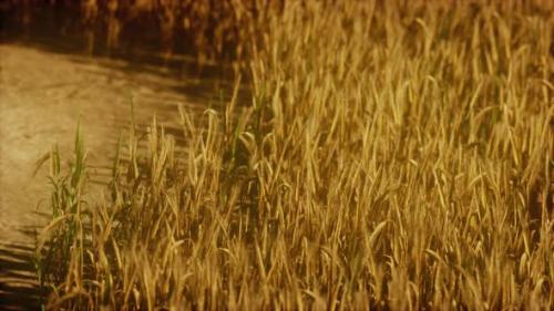 Videohive - the Field of Ripe Rye at Sunset - 47581282