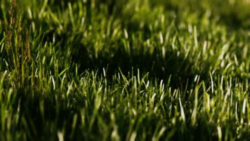 Videohive - Green Fresh Grass As a Nice Background - 47581593