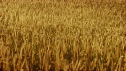 Videohive - the Field of Ripe Rye at Sunset - 47639766