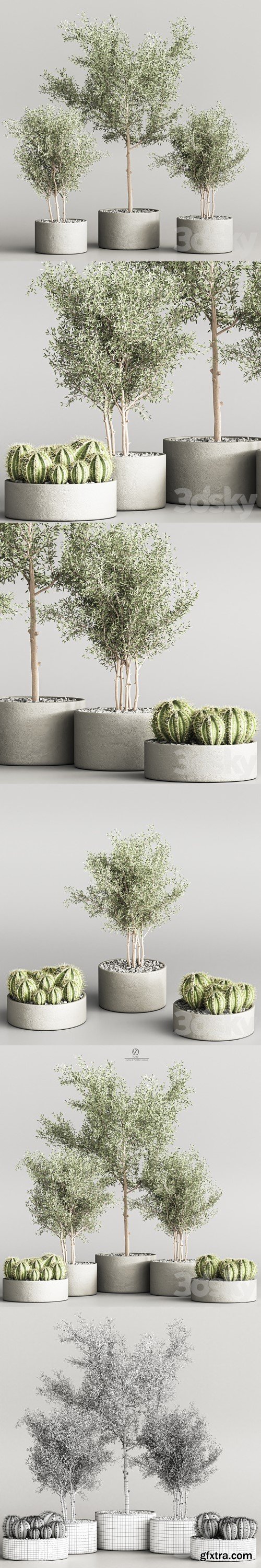Cactus & Plant indoor vray