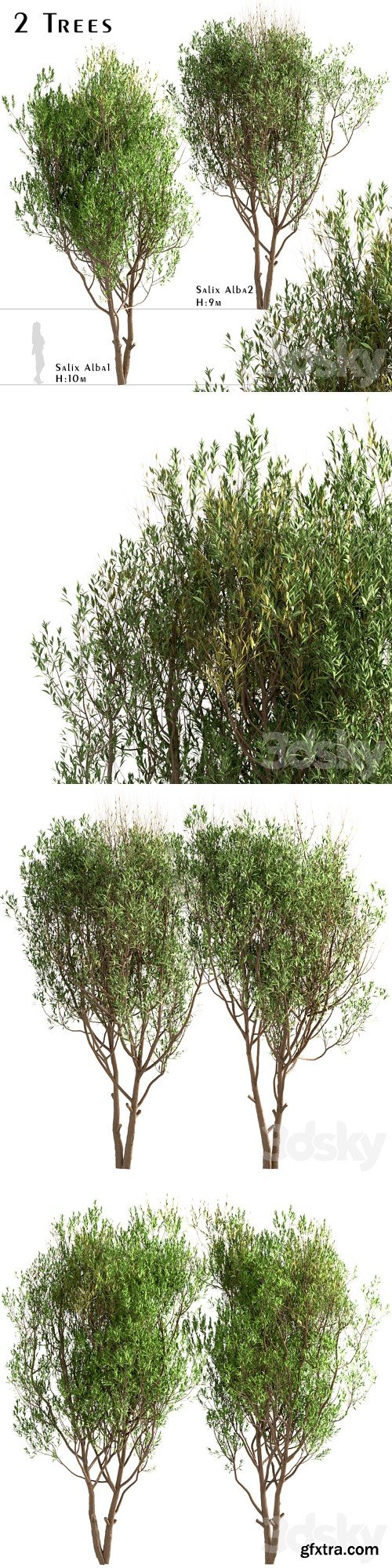 Set of Salix Alba Trees (White Willow) (2 Trees)
