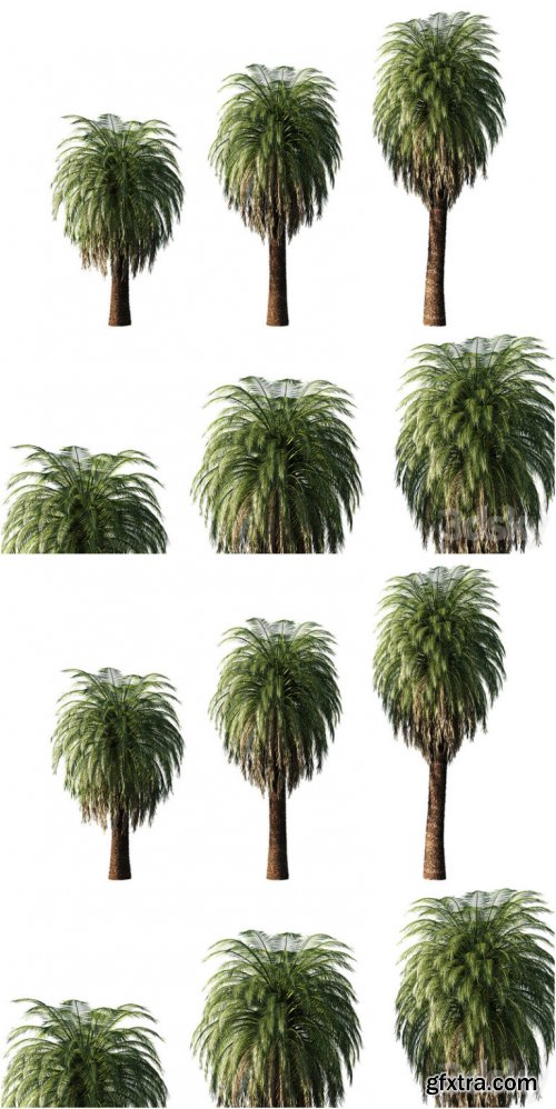 Macrozamia Moorei_palm tree 02