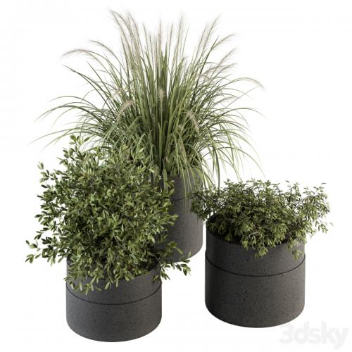 indoor Plant Set 250 - Plants Set in Pot