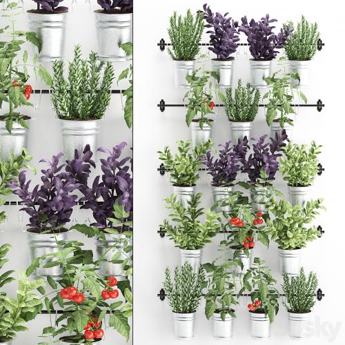 Vertical gardening. 33. Kitchen garden, vegetable garden, vegetables, herbs, tomatoes, rosemary, basil, railing, phytowall, phytomodule