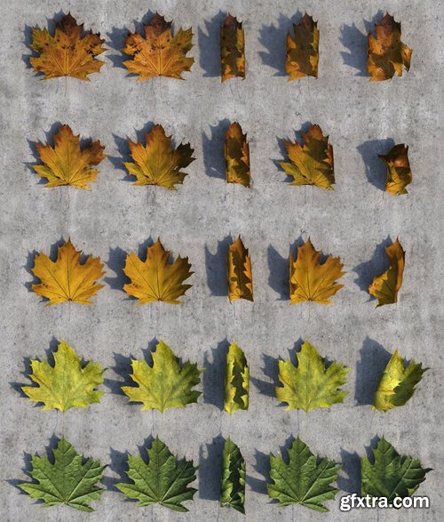 3D Leaves Package for 3dsmax
