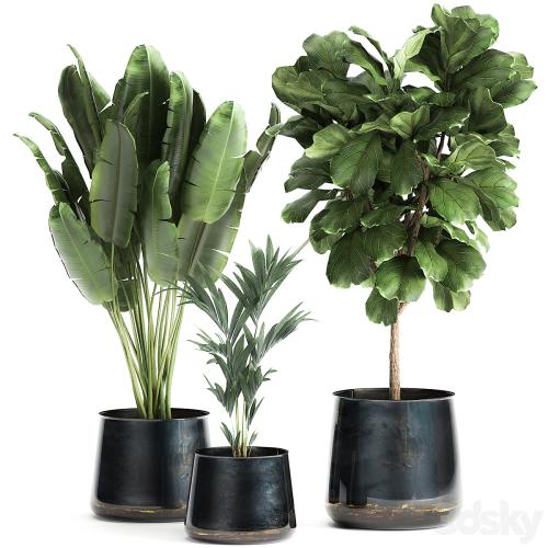 Collection of plants in stylish pots with a small tree Ficus lyrata, Banana palm, Howea . Set 873.