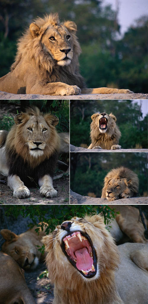 African Lions HQ 6xJPGs