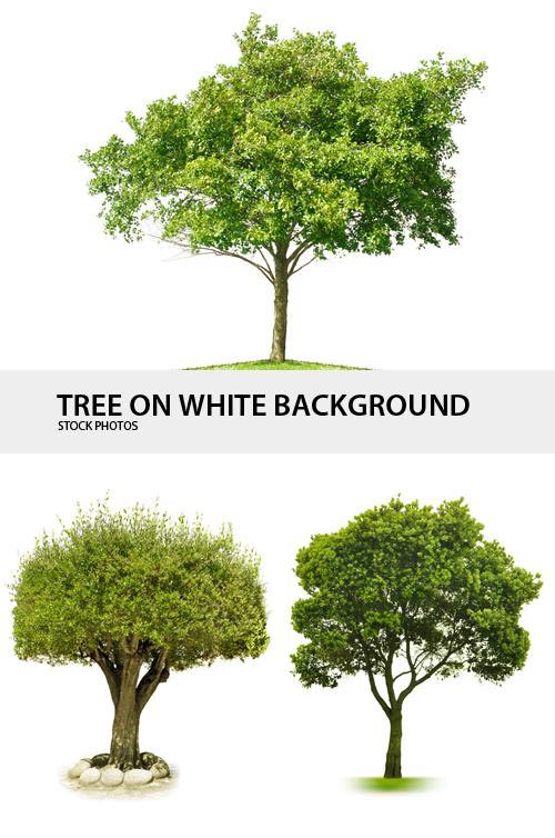 Trees on White Background 5xJPGs