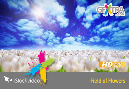 iStockVideo - Field of Flowers HD720
