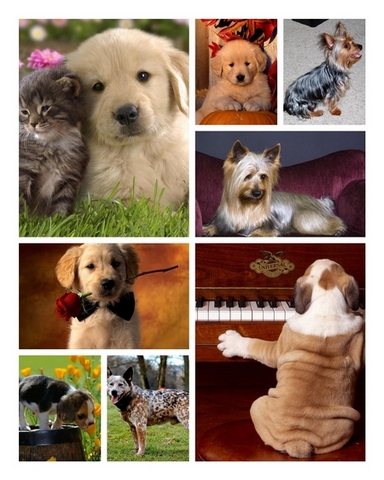 Funny dogs wallpaper collection