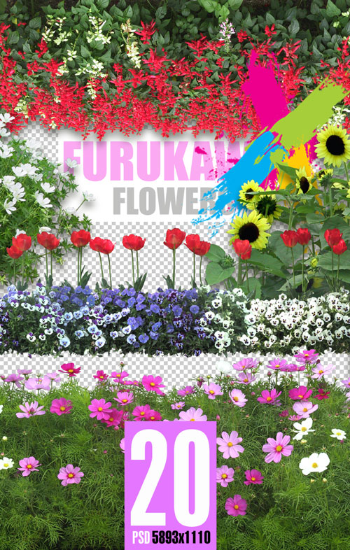 Furukawa 04 Flowers 20xPSD