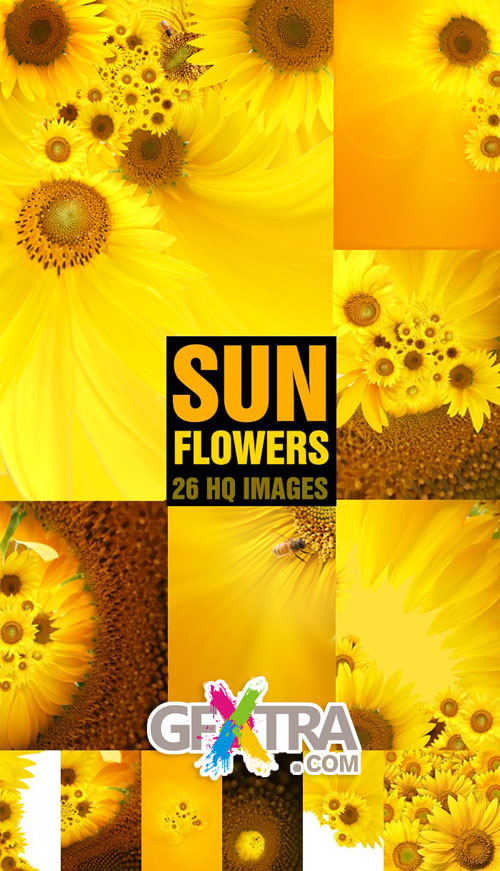 SunFlower Backgrounds 26xJPG