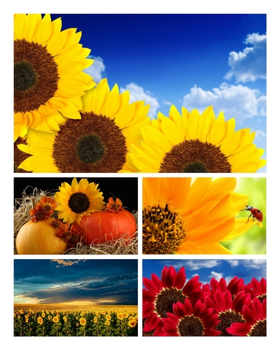 Wallpapers - HD Beautiful Sunflowers