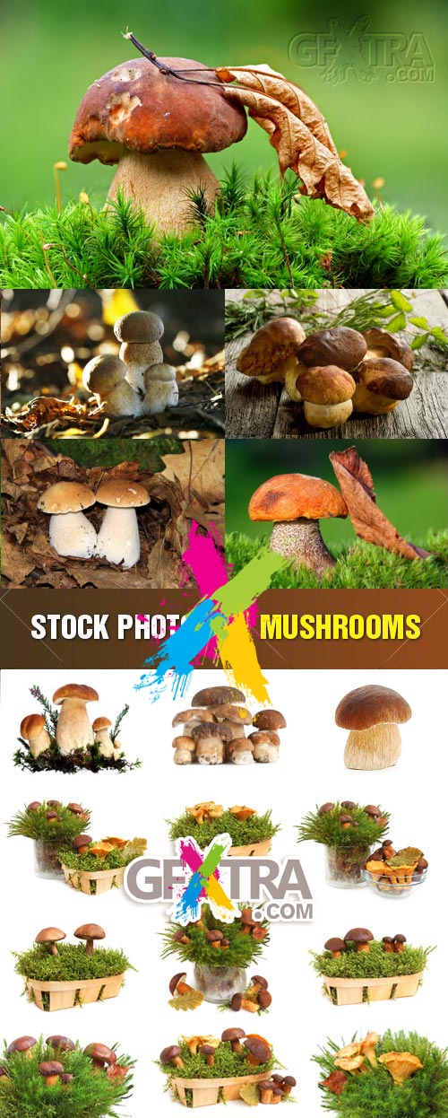 Mushrooms 9xJPGs