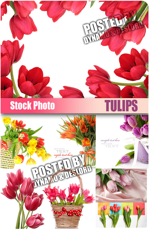 UHQ Stock Photo - Tulips