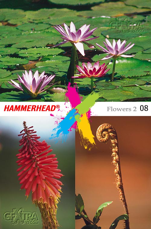 HummerHead 008 Flowers 2