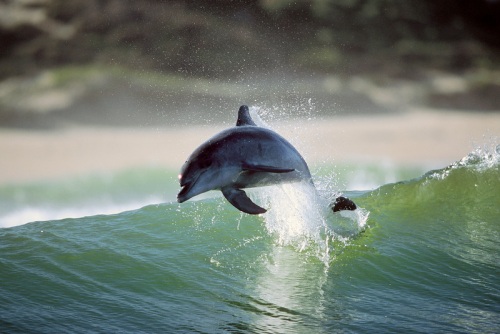 Dolphins - Photographer Greg Huglin