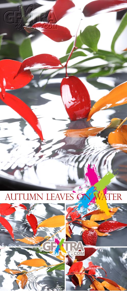 Stock Images - Autumn Leaves on Water 5xJPGs