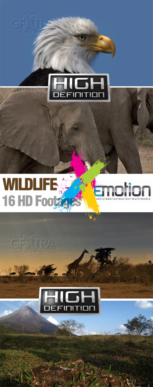 Wildlife - 17 HD Footages