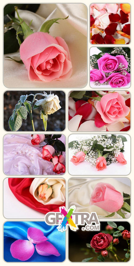 Wallpapers - Beautiful roses