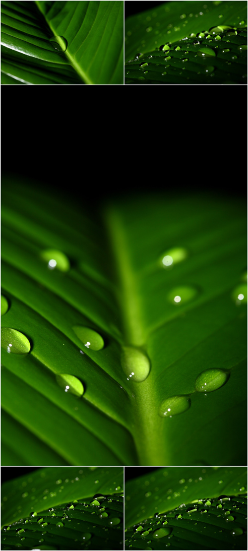 Photo Cliparts - Green Leaves