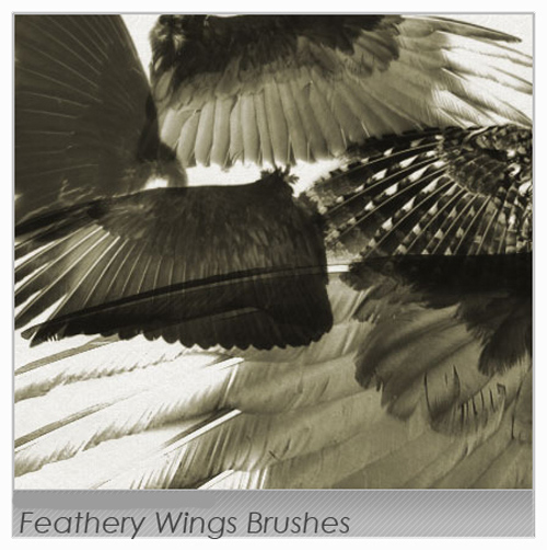 Feathery Wings Brushes set for Photoshop